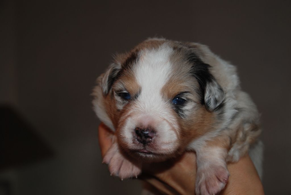 du Domaine des Trois Mas - Chiots disponibles - Berger Américain Miniature 