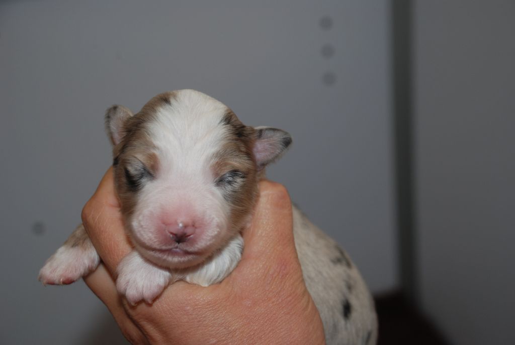 du Domaine des Trois Mas - Chiots disponibles - Berger Américain Miniature 