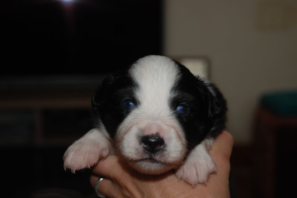 du Domaine des Trois Mas - Chiots disponibles - Berger Américain Miniature 