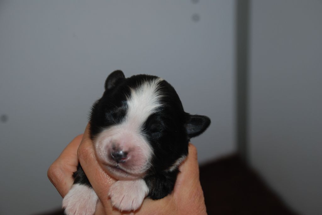 du Domaine des Trois Mas - Chiots disponibles - Berger Américain Miniature 