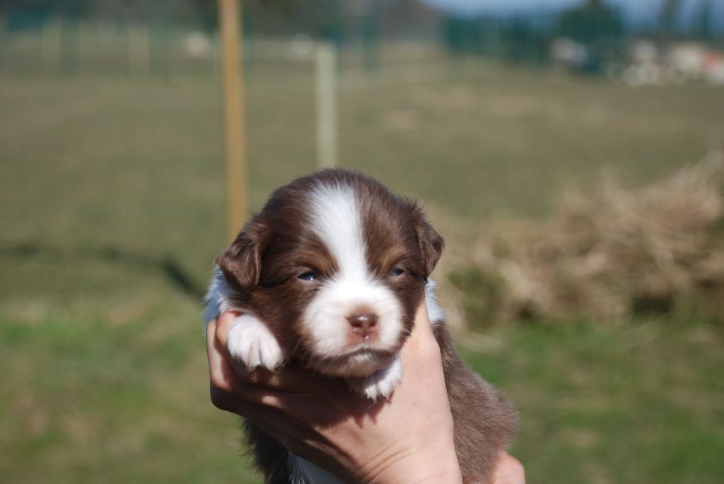 du Domaine des Trois Mas - Chiots disponibles - Berger Américain Miniature 