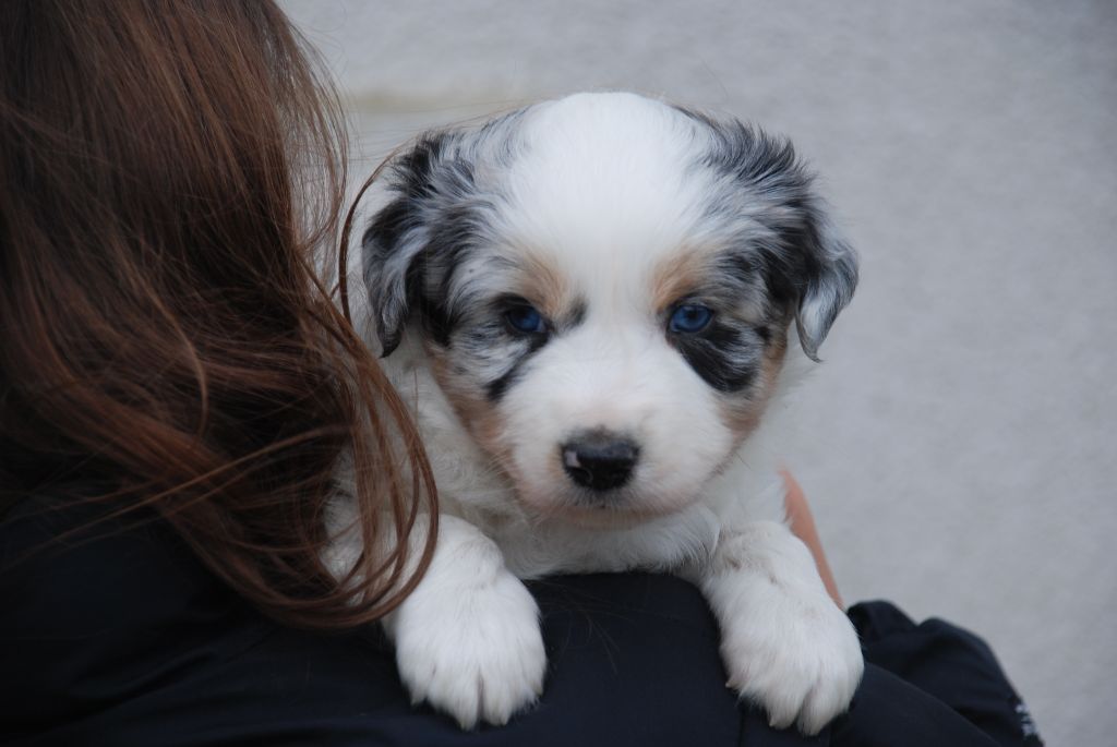 du Domaine des Trois Mas - Chiots disponibles - Berger Américain Miniature 