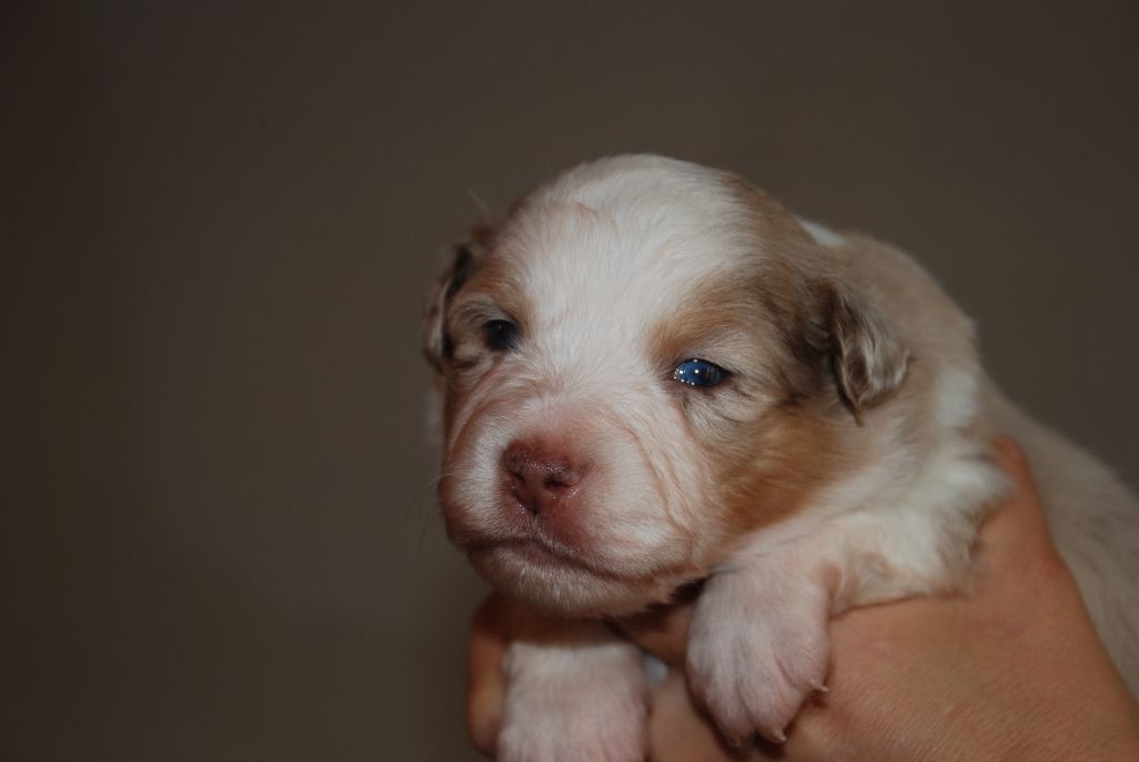 du Domaine des Trois Mas - Chiots disponibles - Berger Américain Miniature 