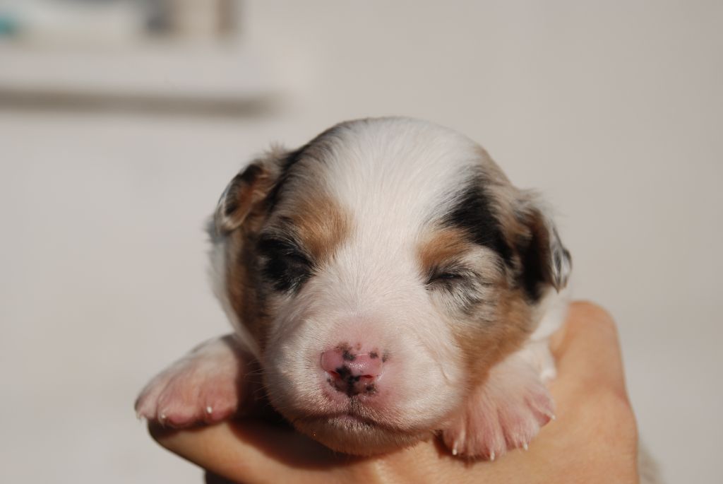 du Domaine des Trois Mas - Chiots disponibles - Berger Américain Miniature 