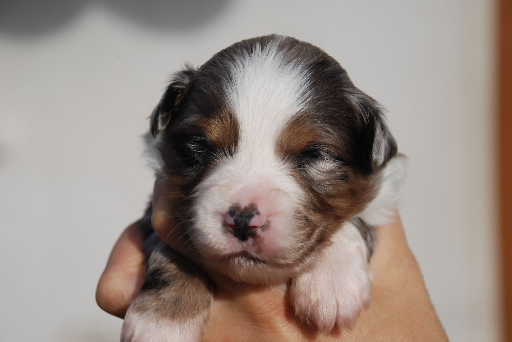 du Domaine des Trois Mas - Chiots disponibles - Berger Américain Miniature 