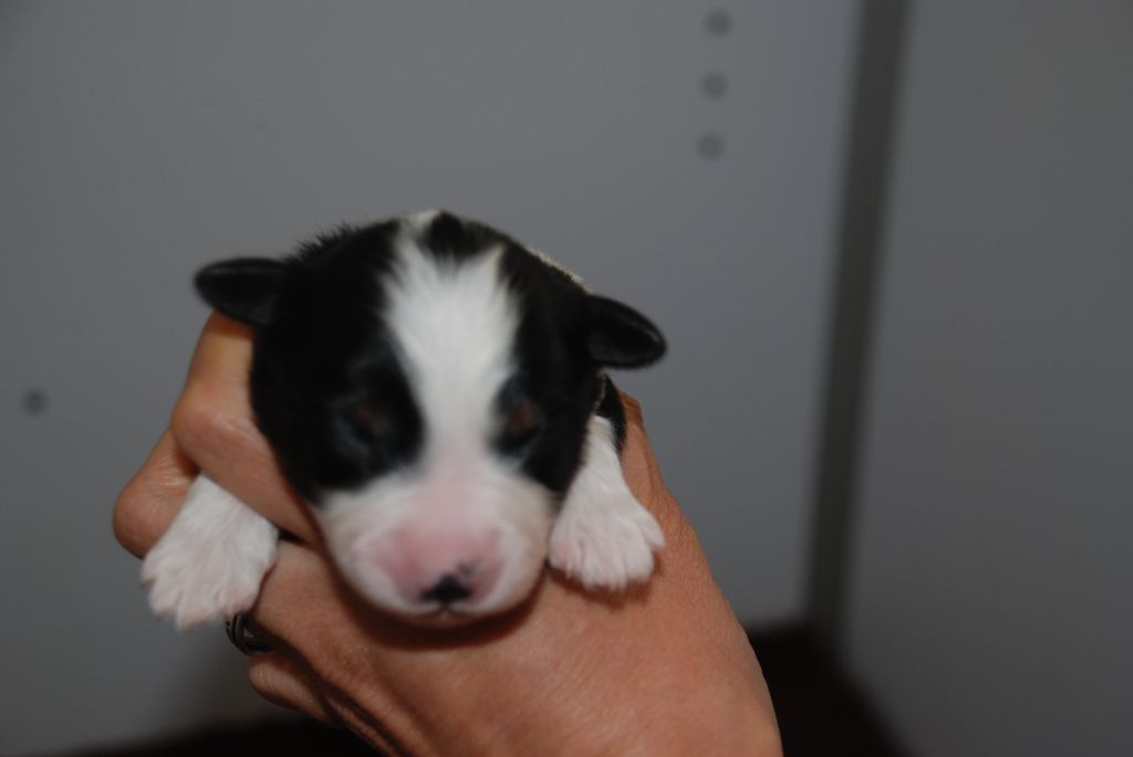 du Domaine des Trois Mas - Chiots disponibles - Berger Américain Miniature 