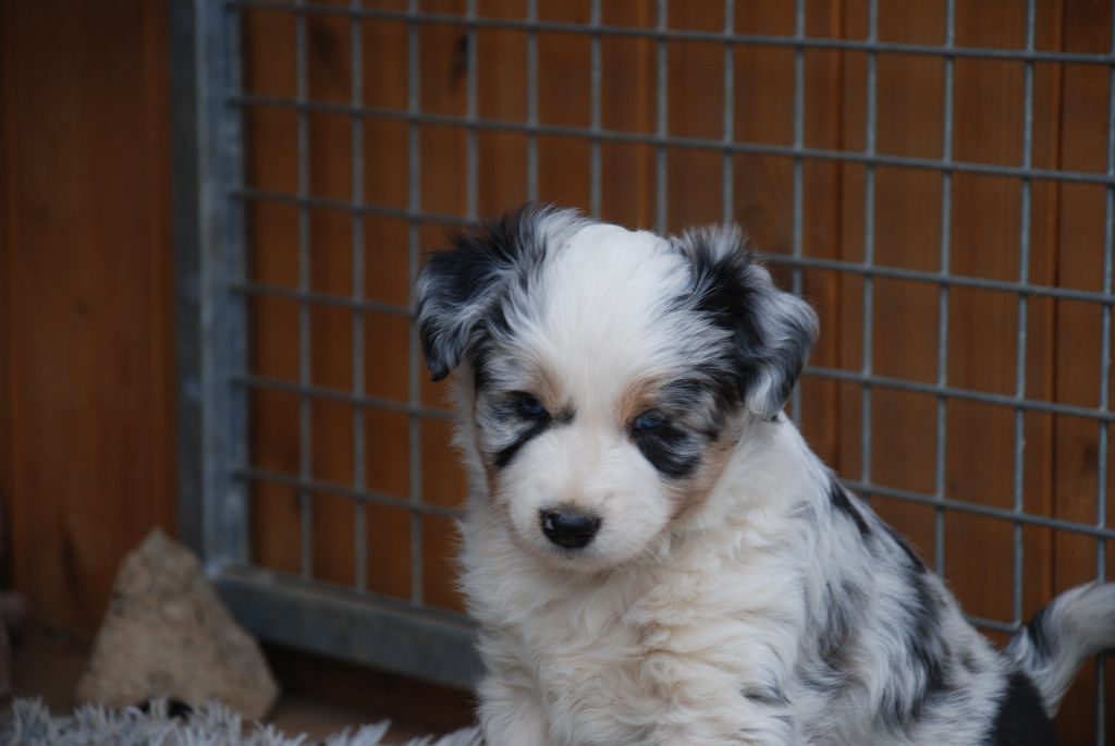 du Domaine des Trois Mas - Chiots disponibles - Berger Américain Miniature 