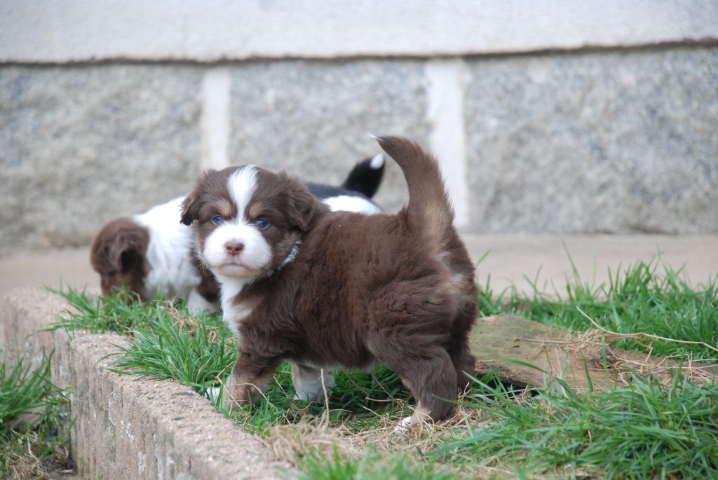 du Domaine des Trois Mas - Chiots disponibles - Berger Américain Miniature 