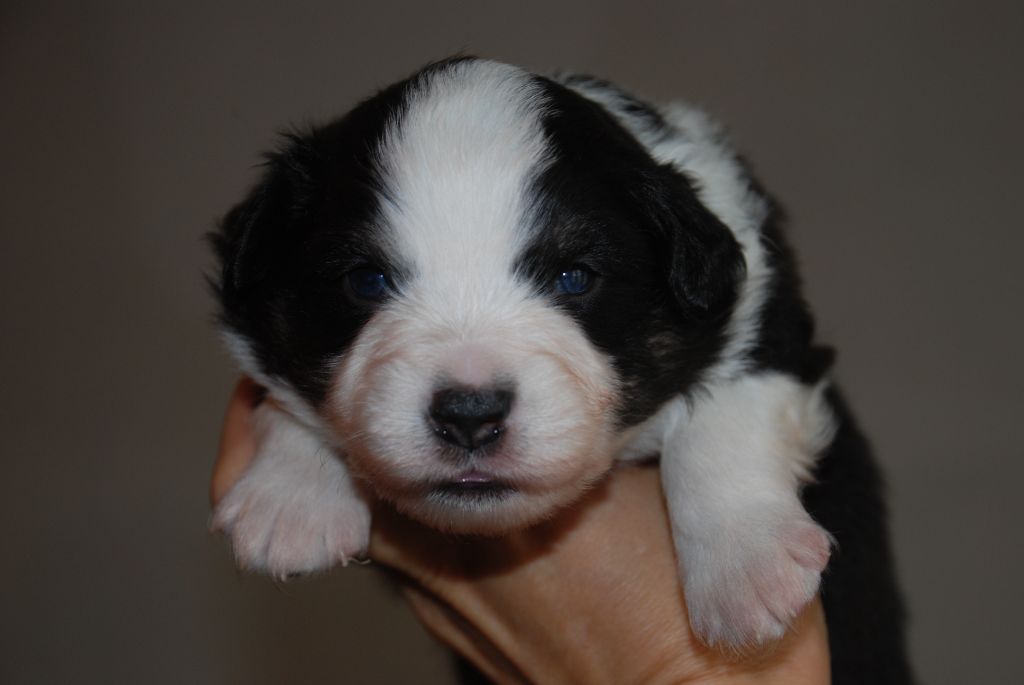 du Domaine des Trois Mas - Chiots disponibles - Berger Américain Miniature 