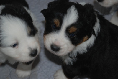 Balou