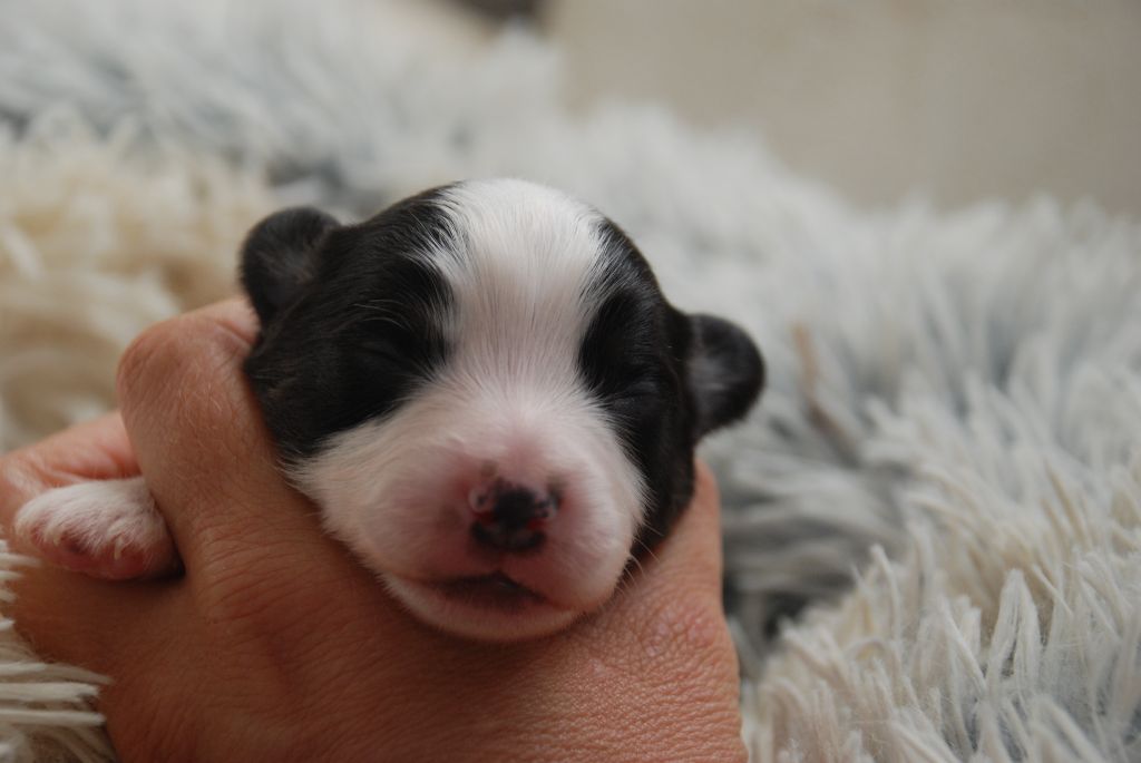 du Domaine des Trois Mas - Chiots disponibles - Berger Américain Miniature 