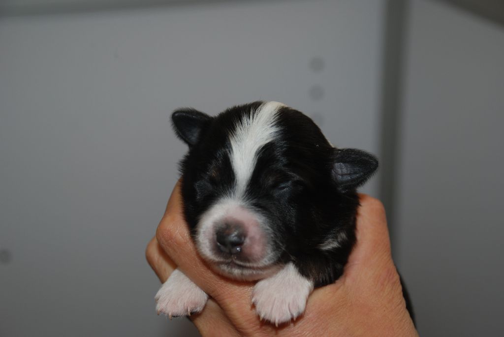 du Domaine des Trois Mas - Chiots disponibles - Berger Américain Miniature 