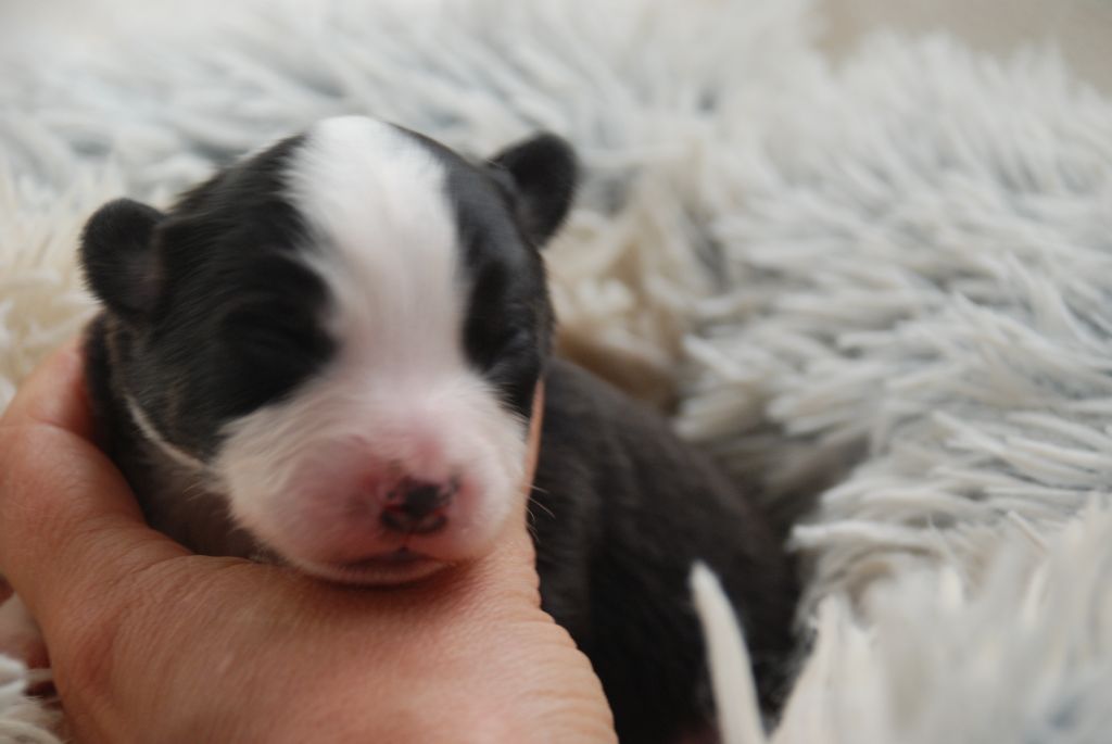 du Domaine des Trois Mas - Chiots disponibles - Berger Américain Miniature 