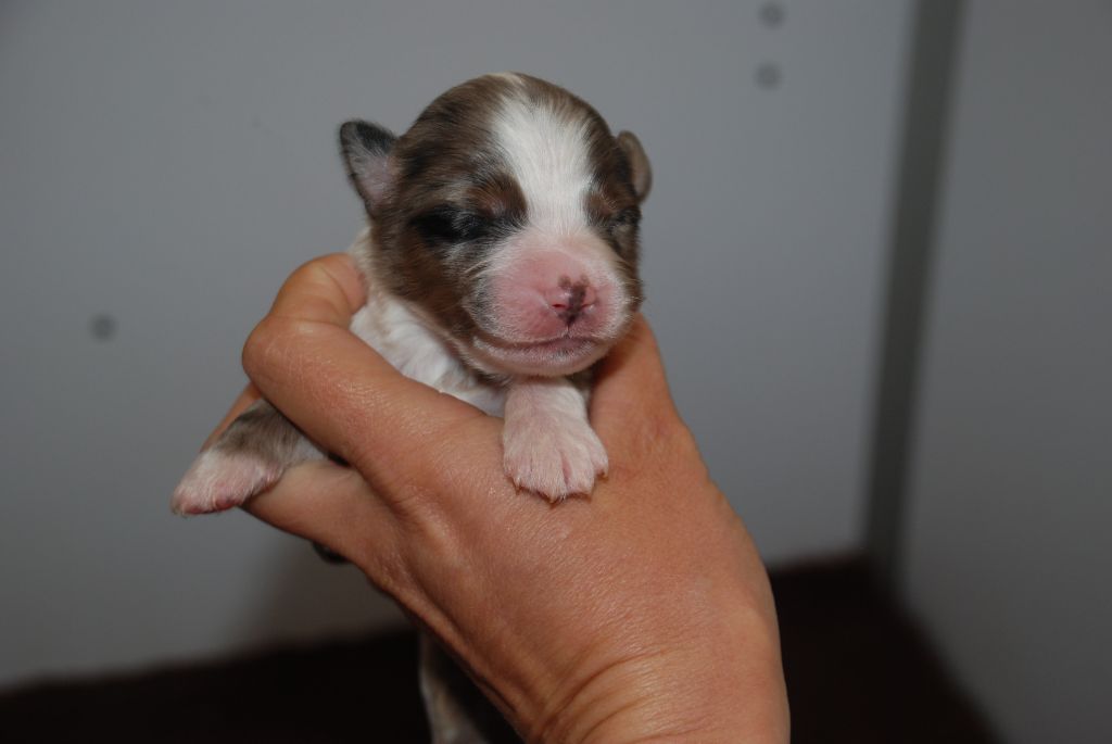 du Domaine des Trois Mas - Chiots disponibles - Berger Américain Miniature 