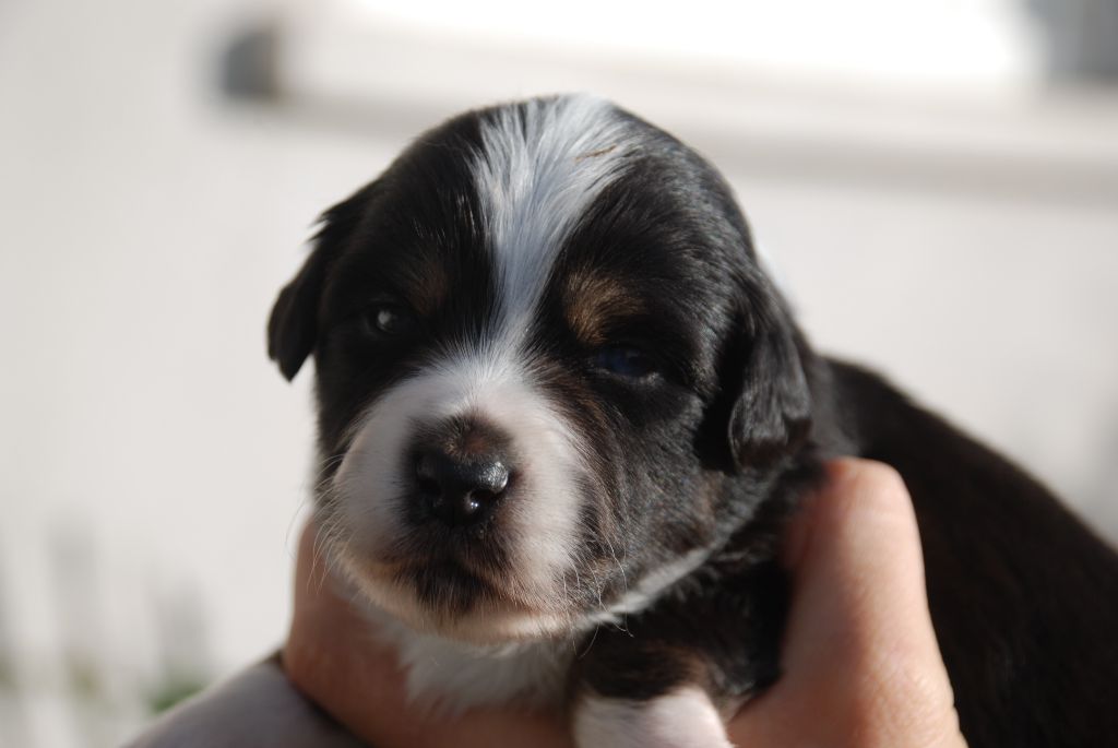 du Domaine des Trois Mas - Chiots disponibles - Berger Américain Miniature 