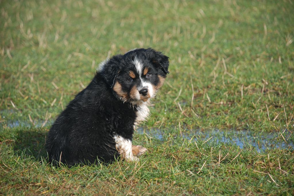 du Domaine des Trois Mas - Chiots disponibles - Berger Américain Miniature 