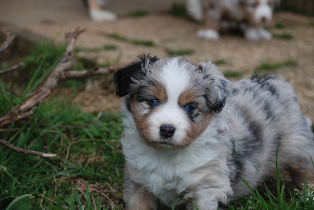 du Domaine des Trois Mas - Chiots disponibles - Berger Américain Miniature 