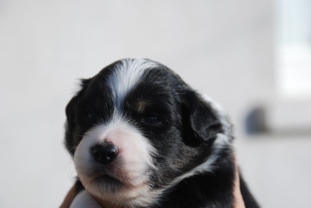 du Domaine des Trois Mas - Chiots disponibles - Berger Américain Miniature 