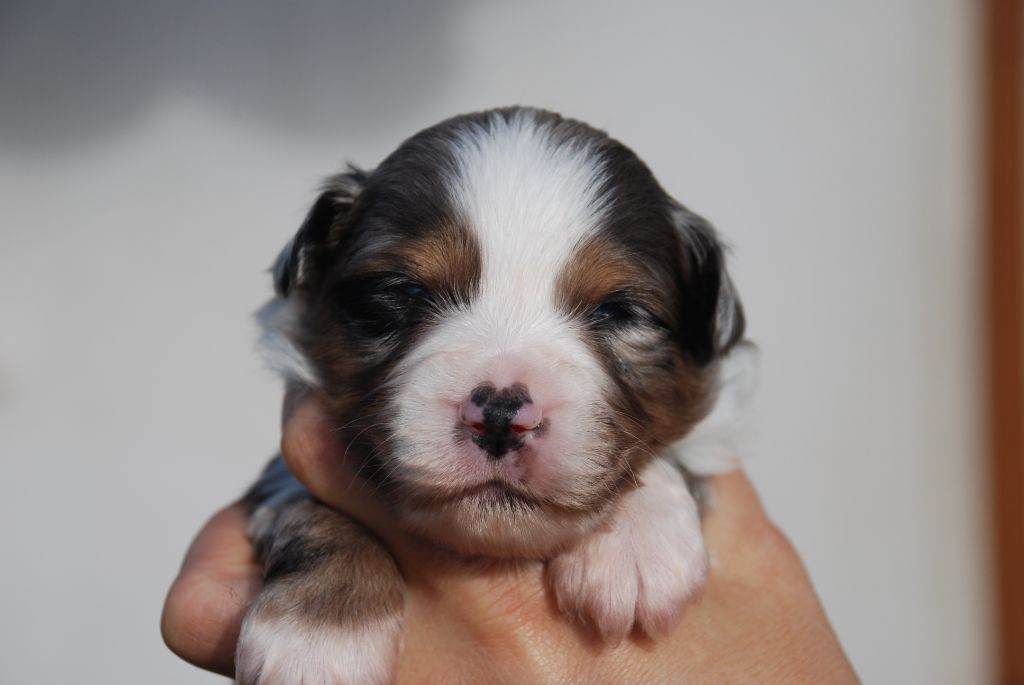 du Domaine des Trois Mas - Berger Américain Miniature - Portée née le 07/10/2025