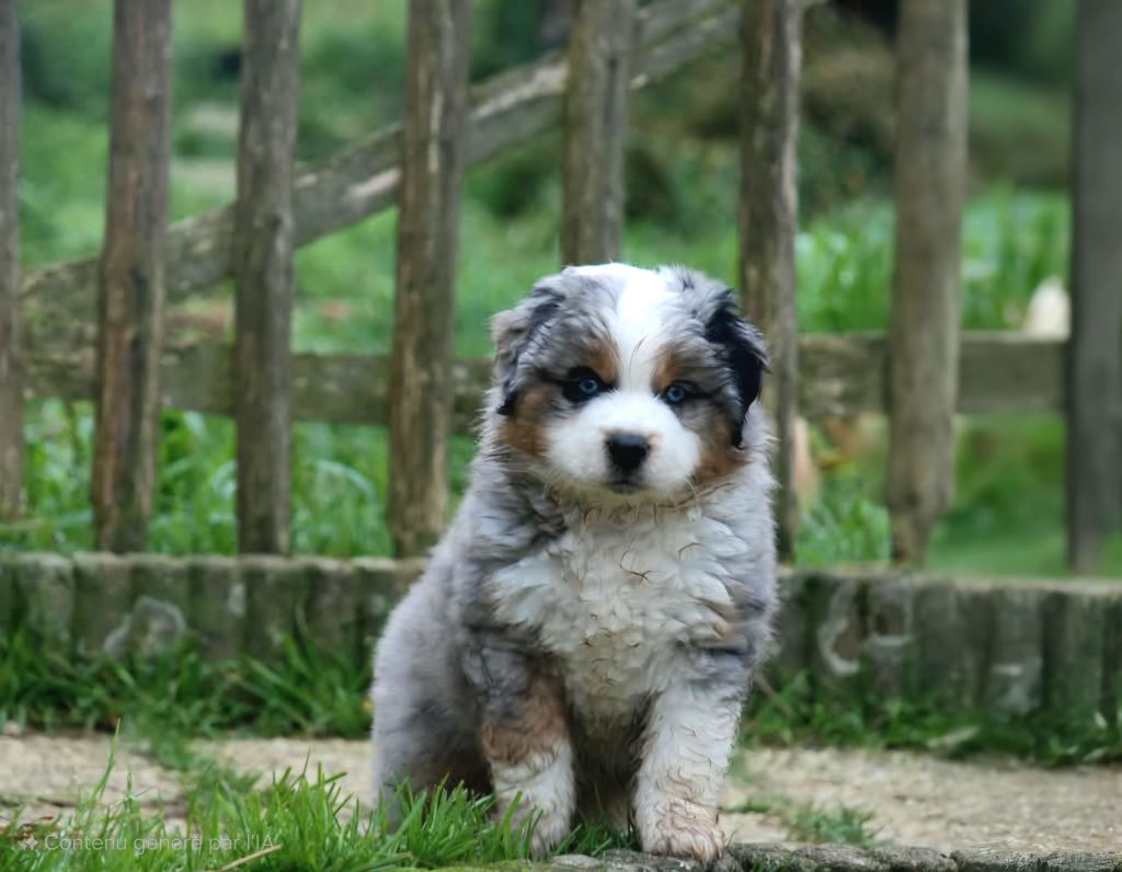 du Domaine des Trois Mas - Chiots disponibles - Berger Américain Miniature 