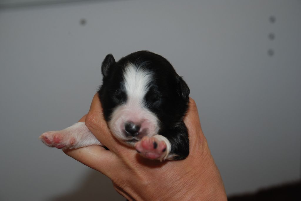 du Domaine des Trois Mas - Chiots disponibles - Berger Américain Miniature 
