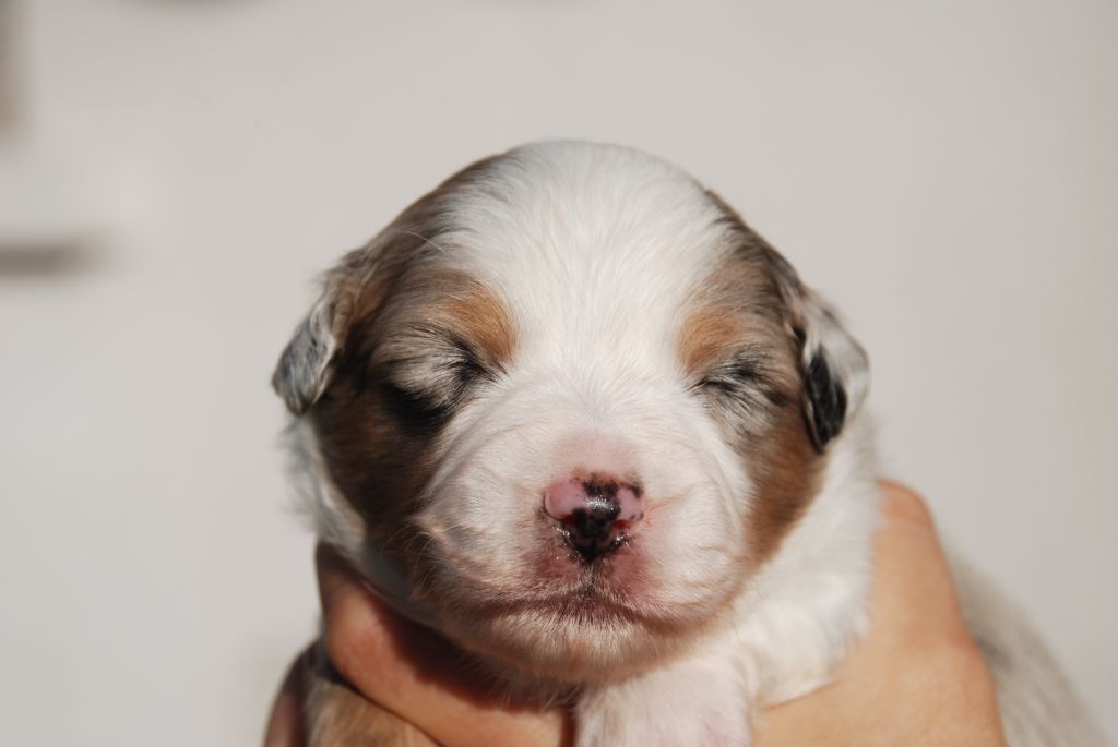 du Domaine des Trois Mas - Chiots disponibles - Berger Américain Miniature 