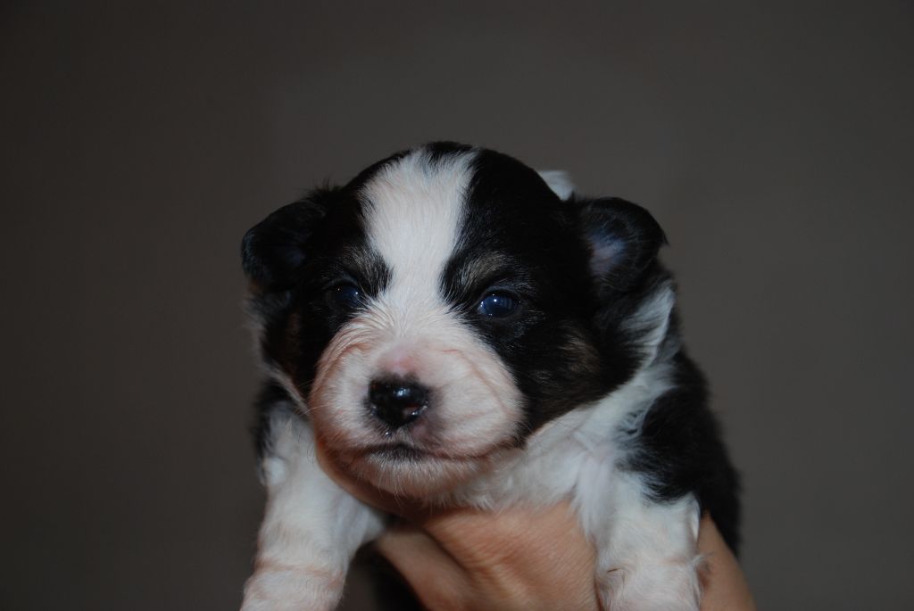 du Domaine des Trois Mas - Chiots disponibles - Berger Américain Miniature 