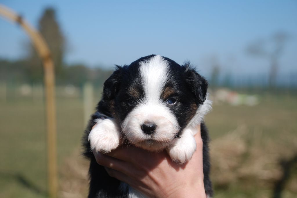 du Domaine des Trois Mas - Chiots disponibles - Berger Américain Miniature 