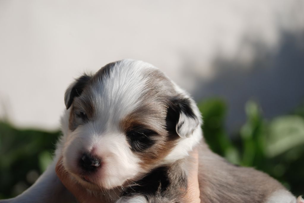 du Domaine des Trois Mas - Chiots disponibles - Berger Américain Miniature 