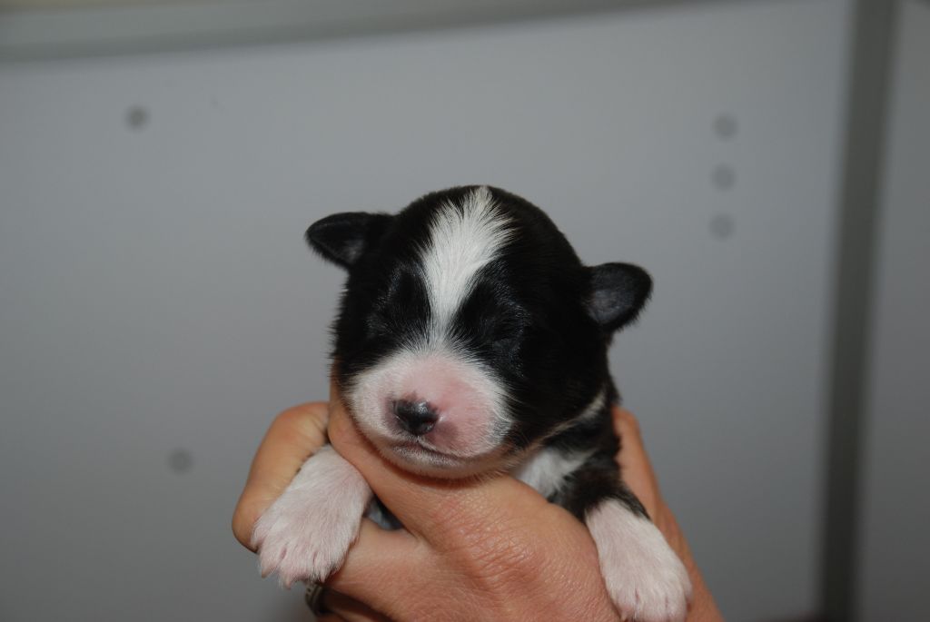 du Domaine des Trois Mas - Chiots disponibles - Berger Américain Miniature 